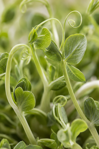 Pousse de pois